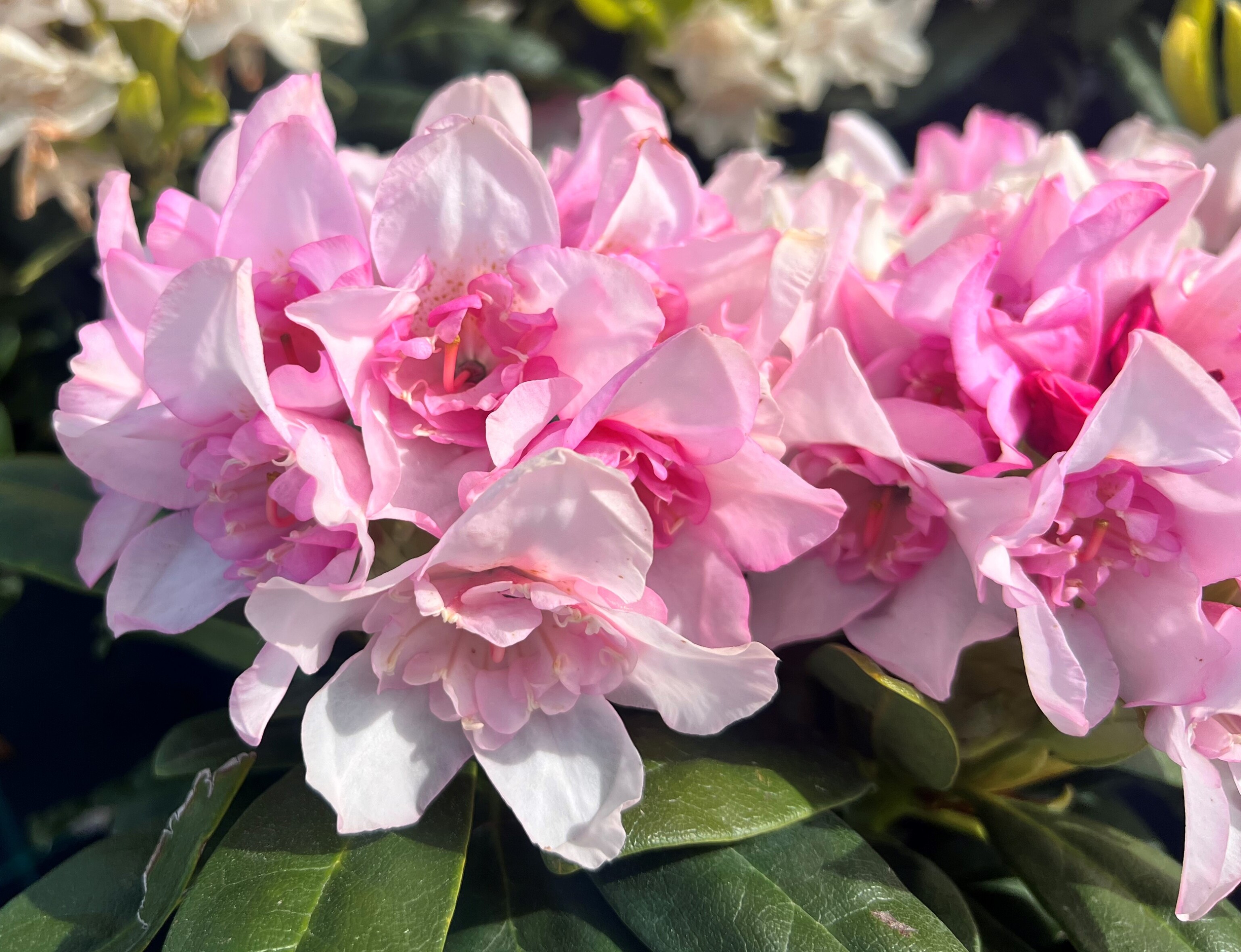 Рододендрон гибридный Куллики